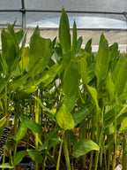 Arrowroot (Maranta arundinacea)