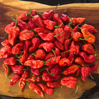 Fresh Bhut Jolokia Ghost Peppers