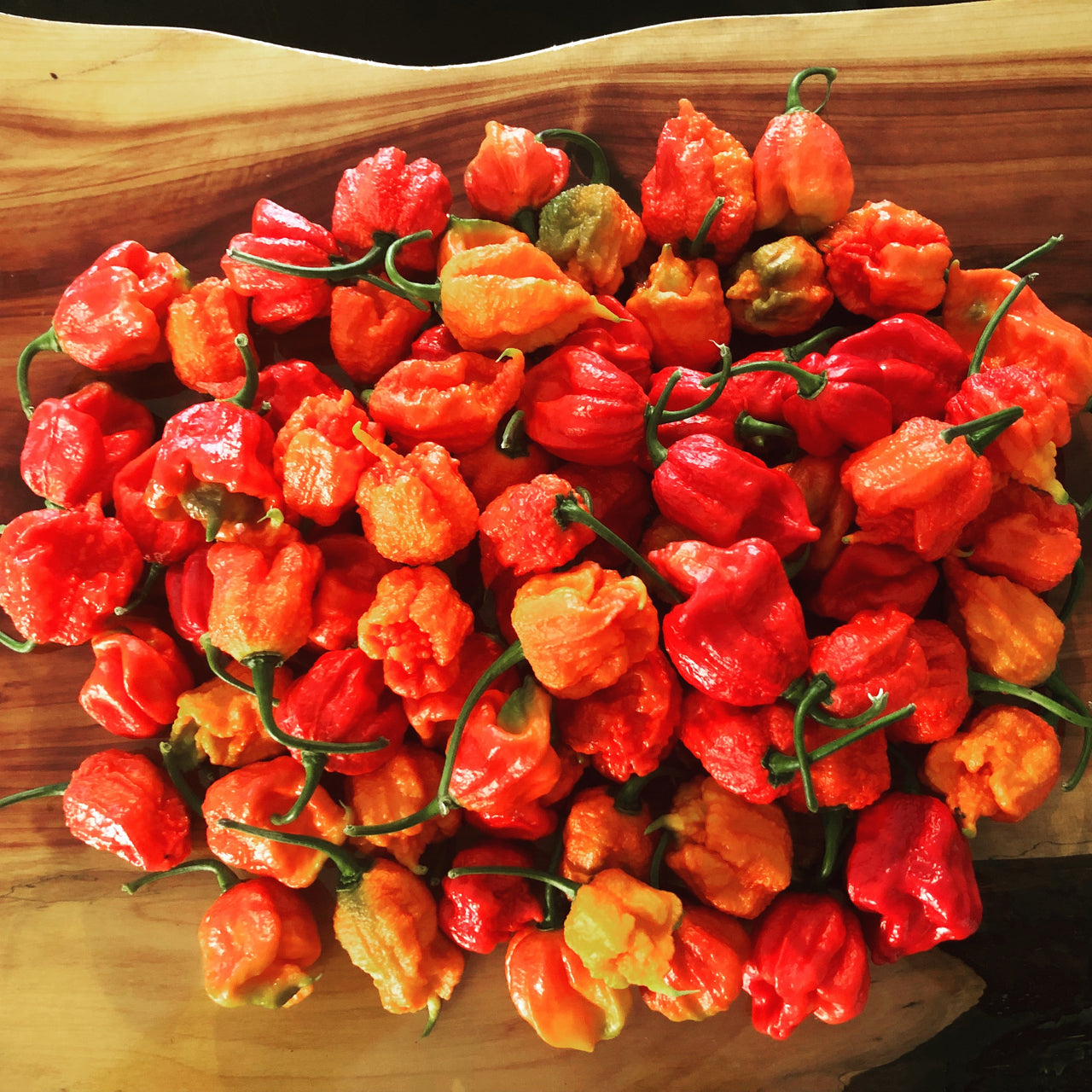 Carolina Reaper - Seeds