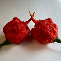 Carolina Reaper - Seeds