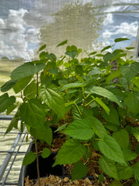 Mulberry 'Everbearing' (Morus nigra)