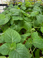 Hawaiian Poha Berry (Physalis peruviana)