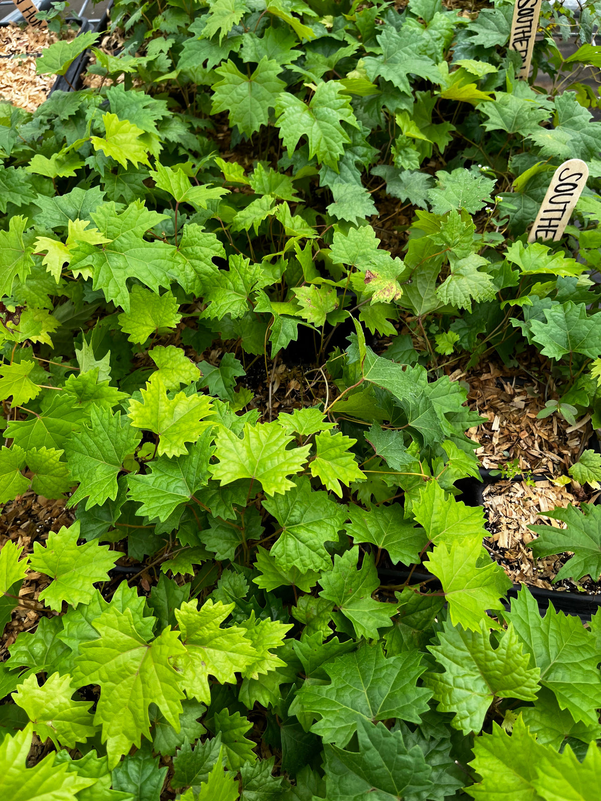 Grape 'Southern Home' (Vitis rotundifolia x Vitis vinifera)
