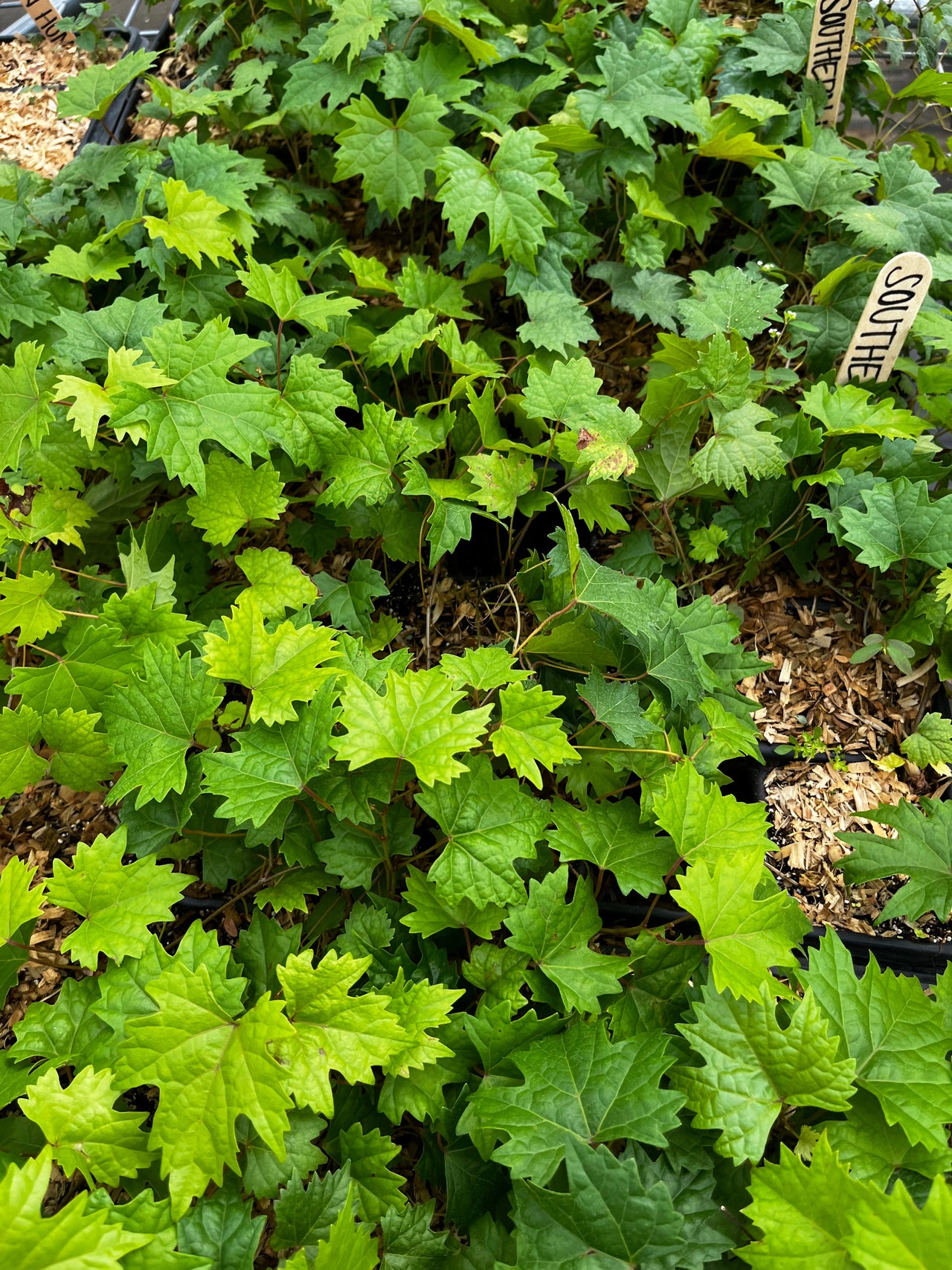 Grape 'Southern Home' (Vitis rotundifolia x Vitis vinifera)