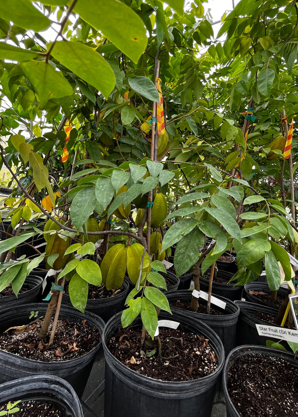 Star Fruit 'Sri Kembangan' (Averrhoa carambola)