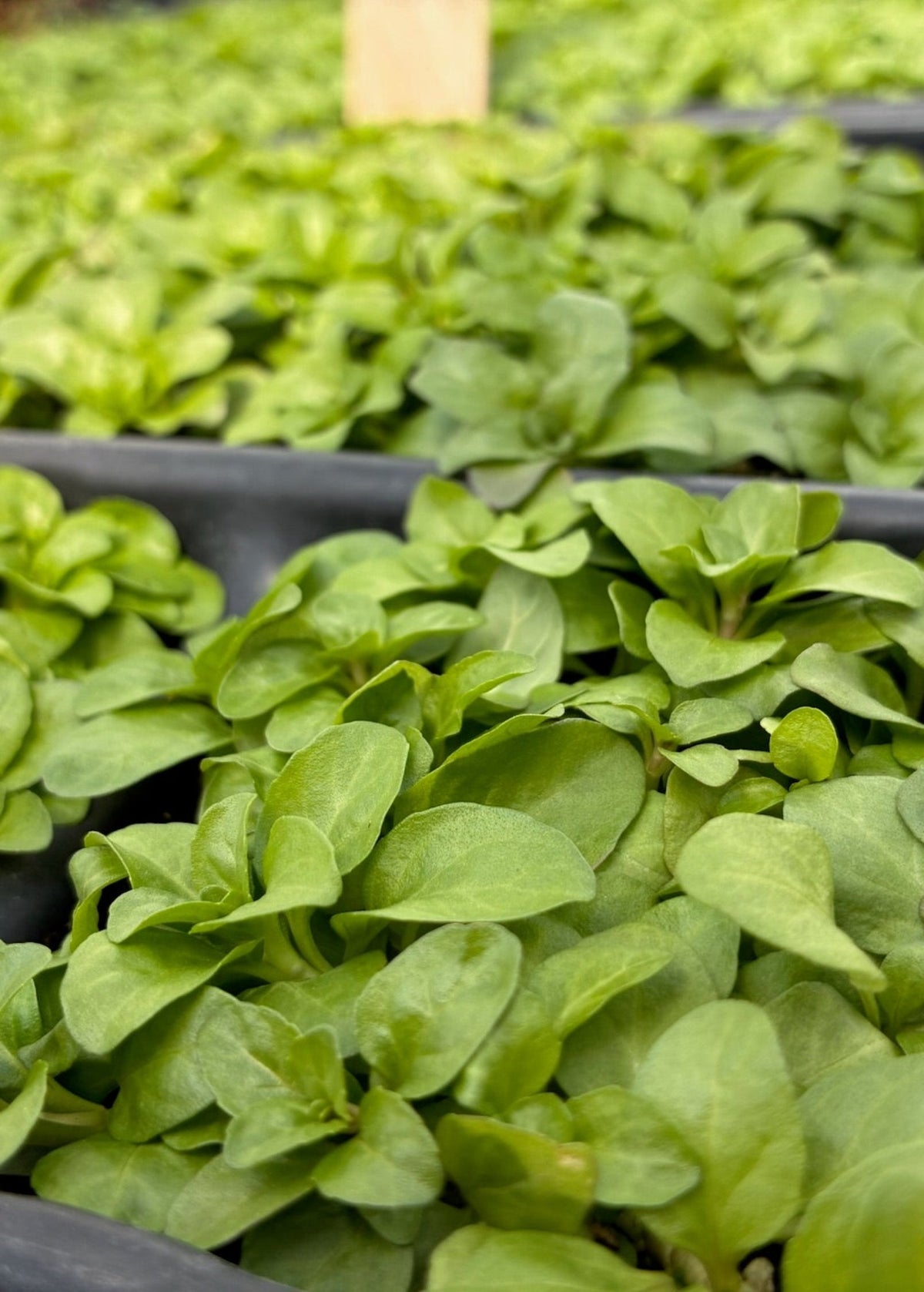Pennyroyal (Mentha pulegium)