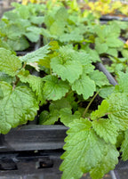 Lemon Balm (Melissa officinalis)