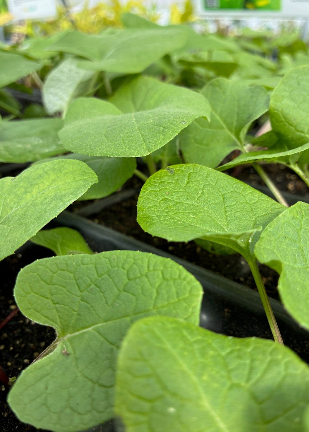 Greater Burdock (Arctium lappa)