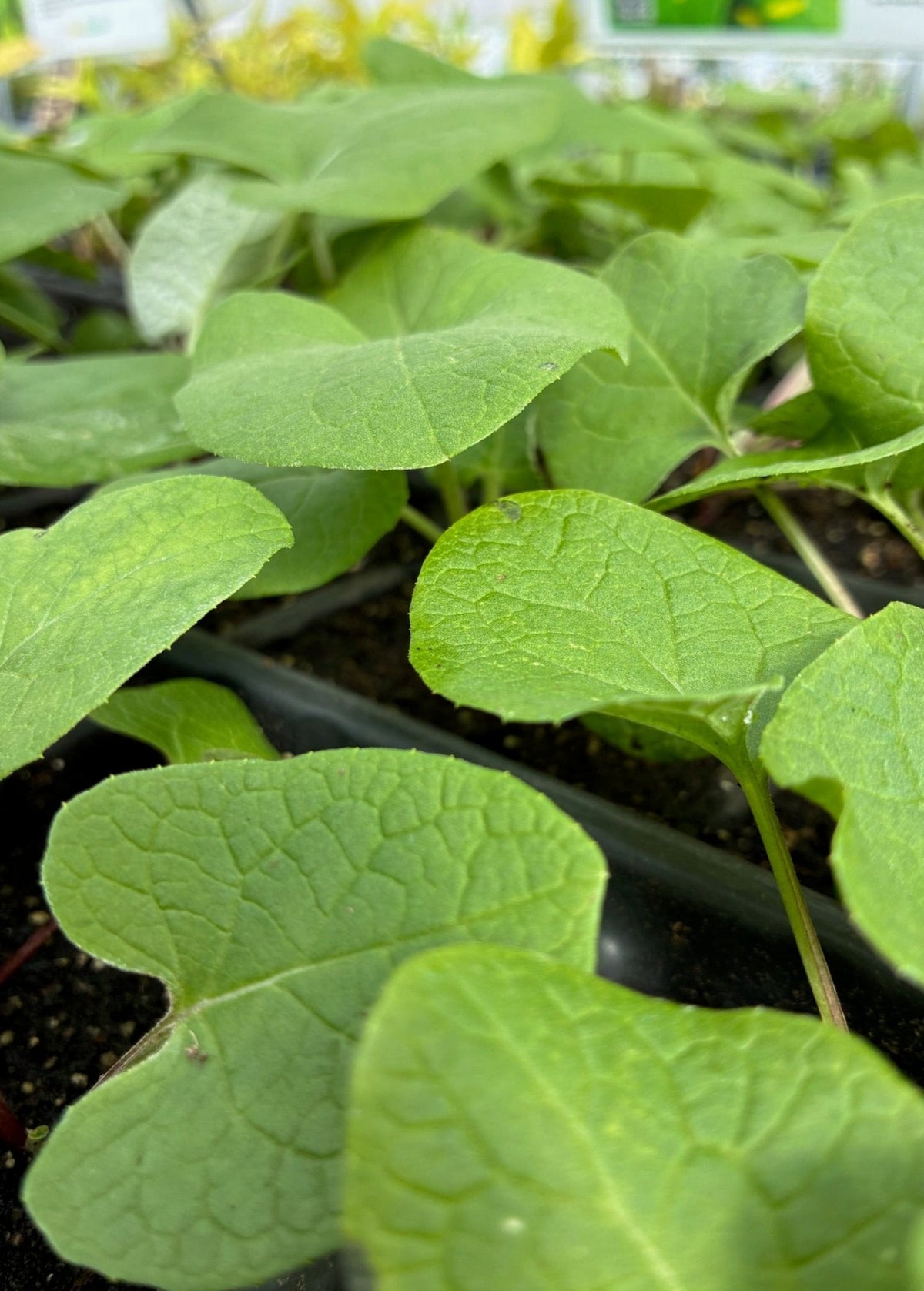 Greater Burdock (Arctium lappa)