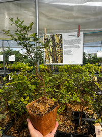 Jabuticaba (Plinia cauliflora)