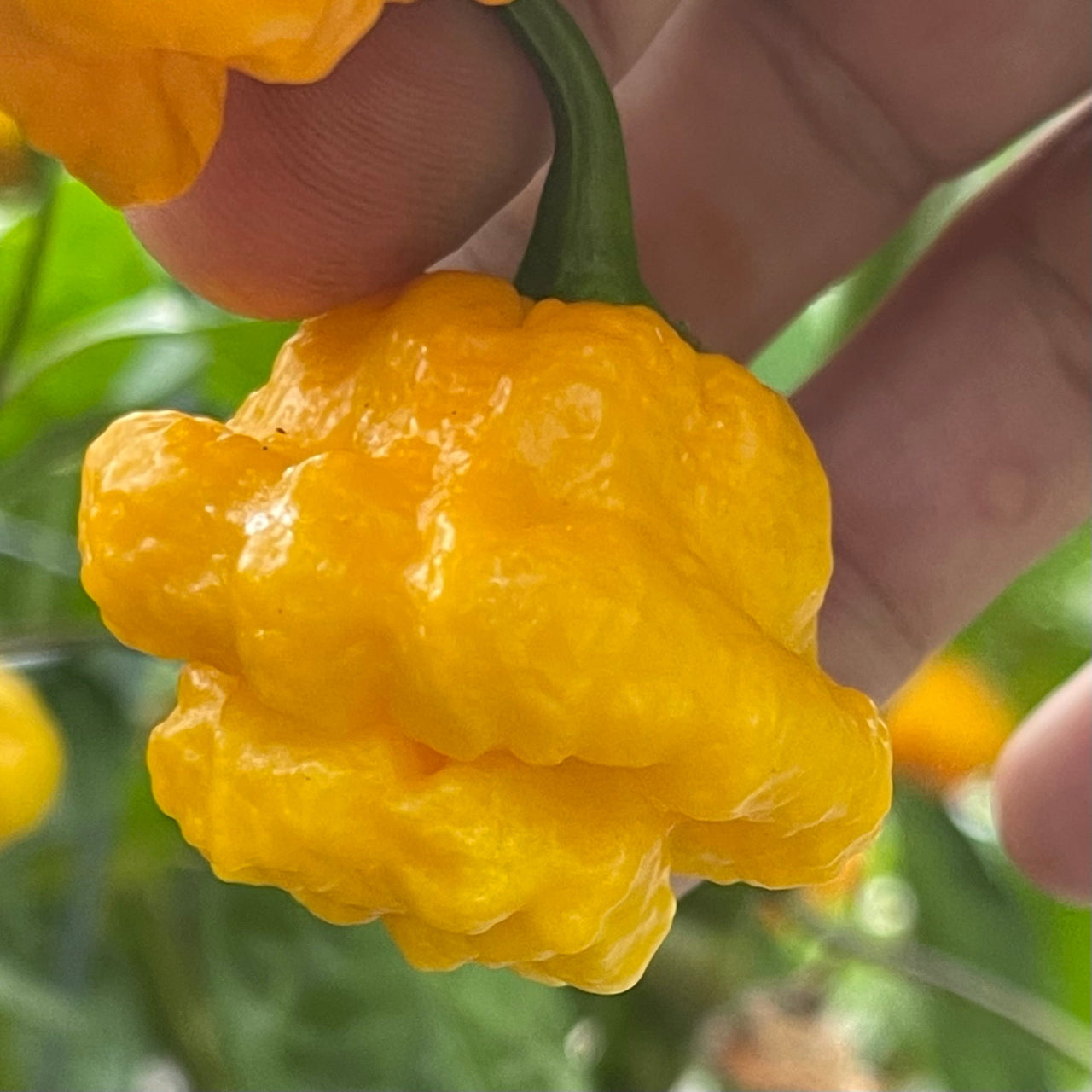 MOA Scotch Bonnet - Seeds