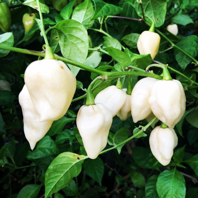 Bhut Jolokia White Ghost - Seeds