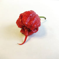 Thumbnail for Best Sellers - Super Hot Pepper Seed Combo Pack (12 Varieties) - Seeds