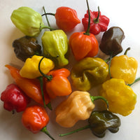Fresh Habanero/Scotch Bonnet Peppers - Mixed Box: Red, Orange, Chocolate, Peach, etc