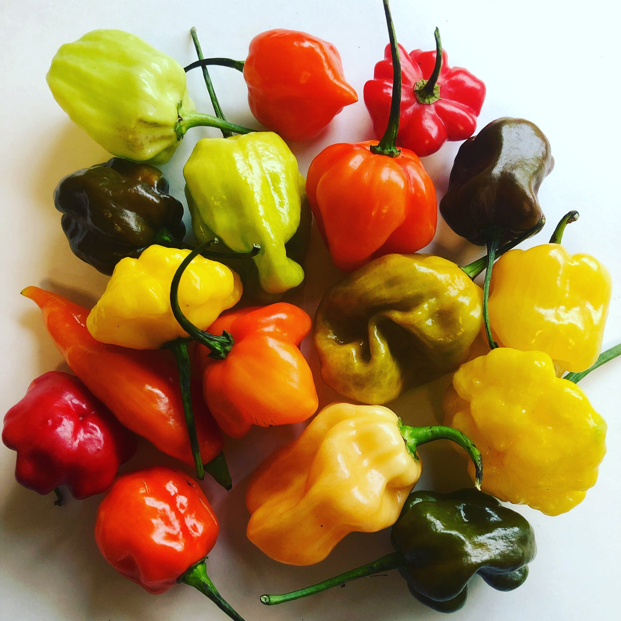 Habanero / Scotch Bonnet  - Pepper Seeds Combo Pack (10 Varieties) - Seeds