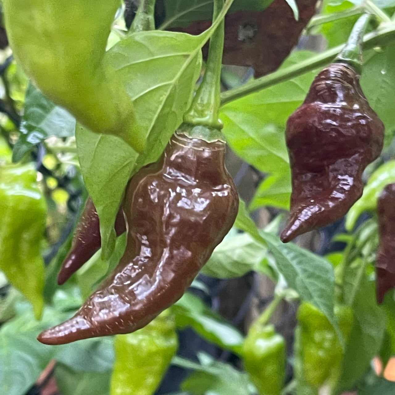 Habanero Black - Seeds