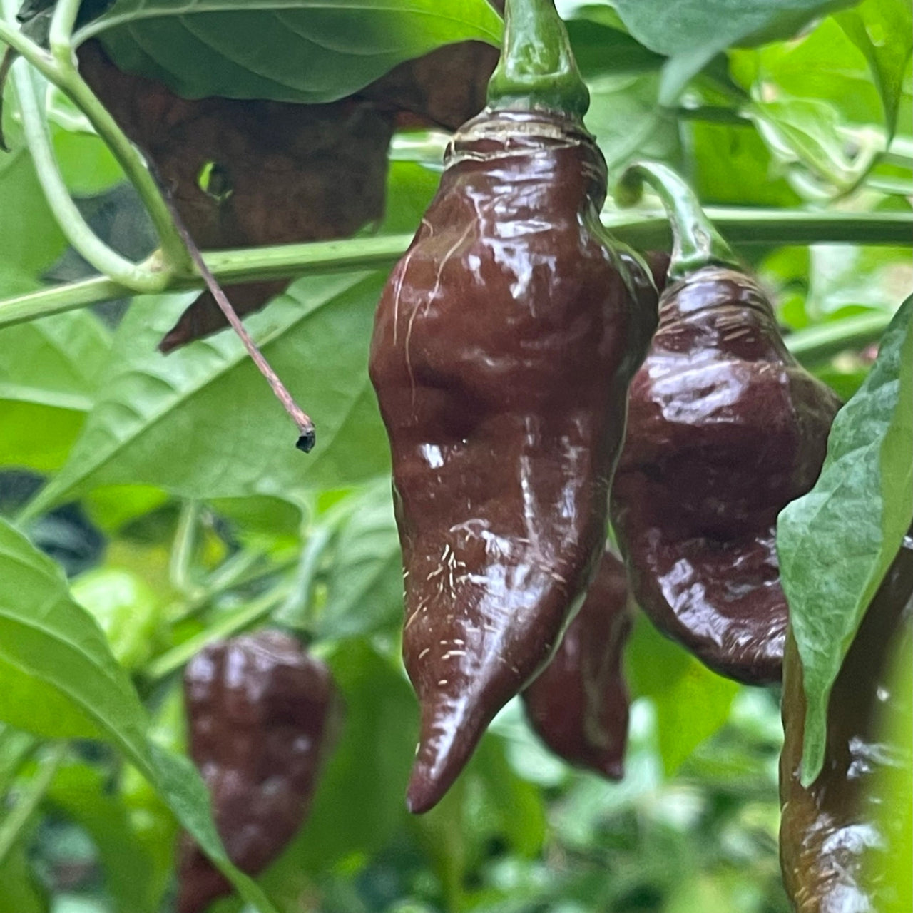 Habanero Black - Seeds