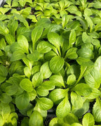 Wild Lettuce (Lactuca virosa)