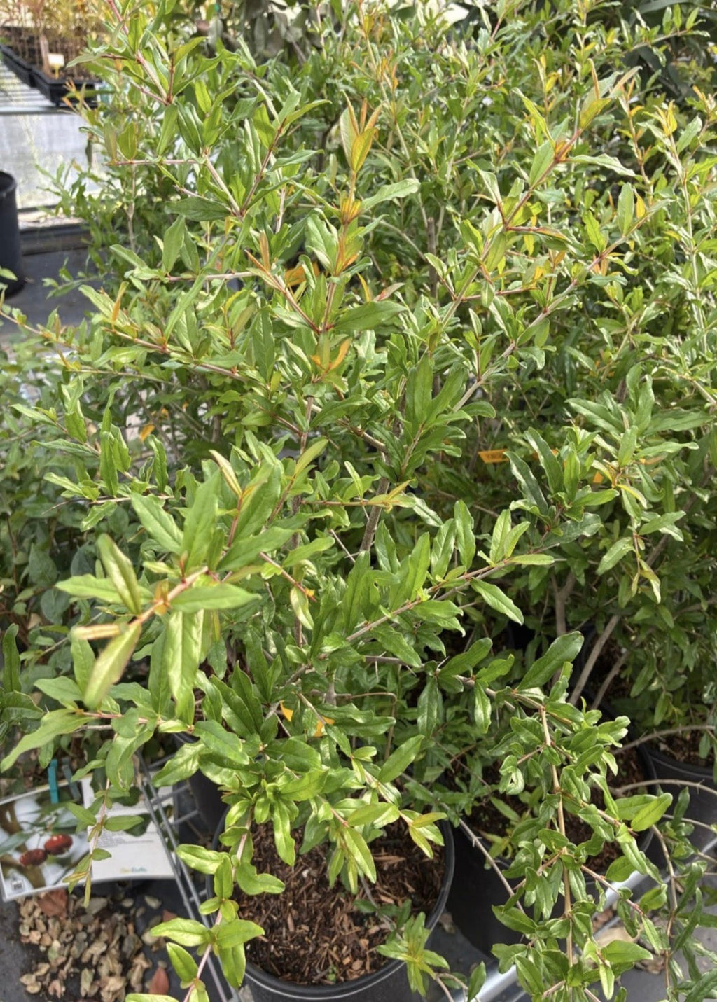 Pomegranate 'Parfianka' (Punica granatum)