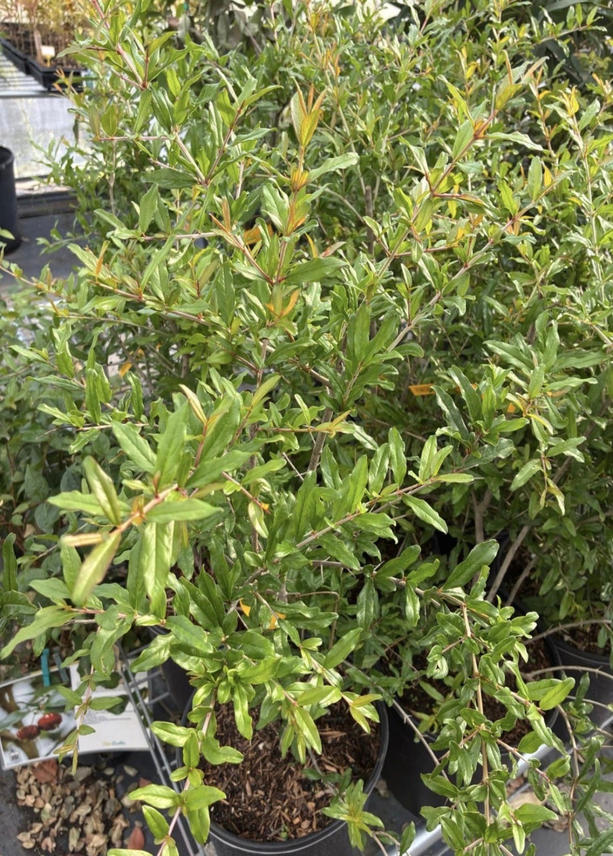 Pomegranate 'Parfianka' (Punica granatum)