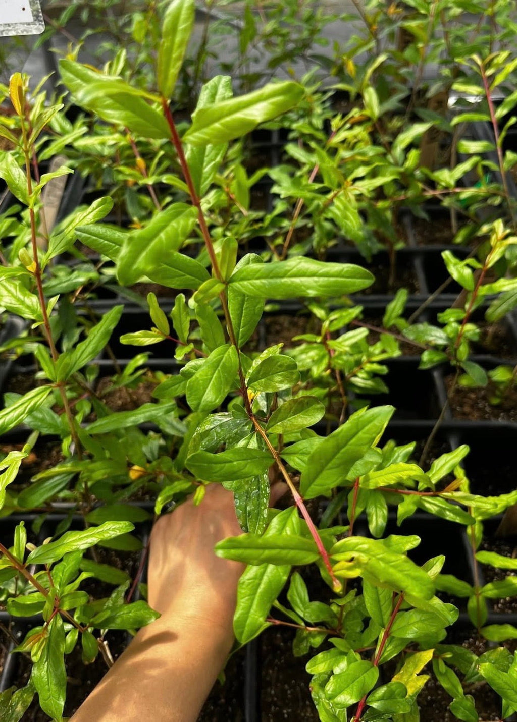 Pomegranate 'Azadi' (Punica granatum 'Azadi')