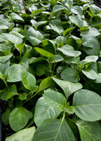 Ashwagandha (Withania somnifera)