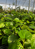Mulberry 'Pakistan' (Morus nigra)