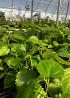 Mulberry 'Pakistan' (Morus nigra)