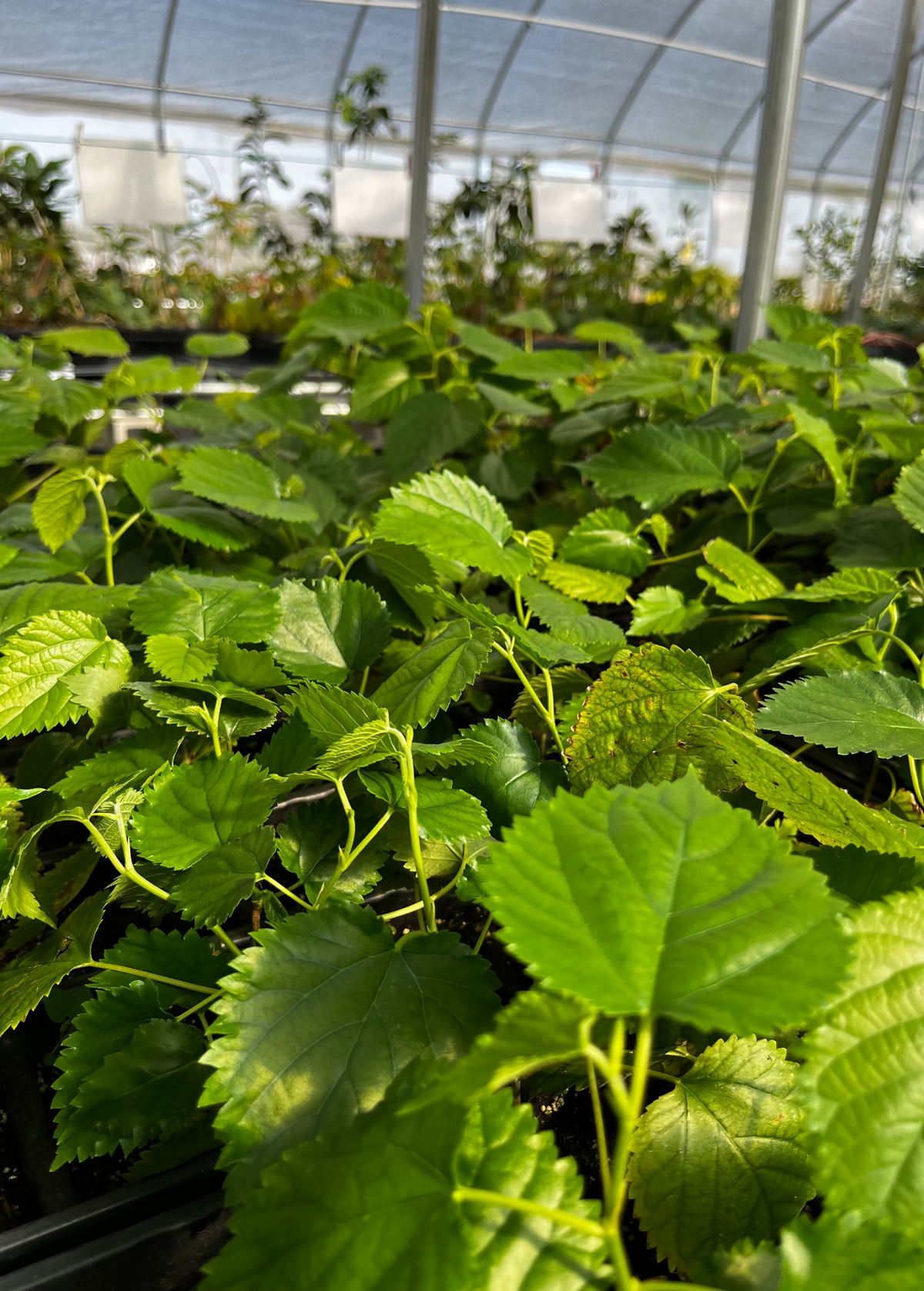 Mulberry 'Pakistan' (Morus nigra)