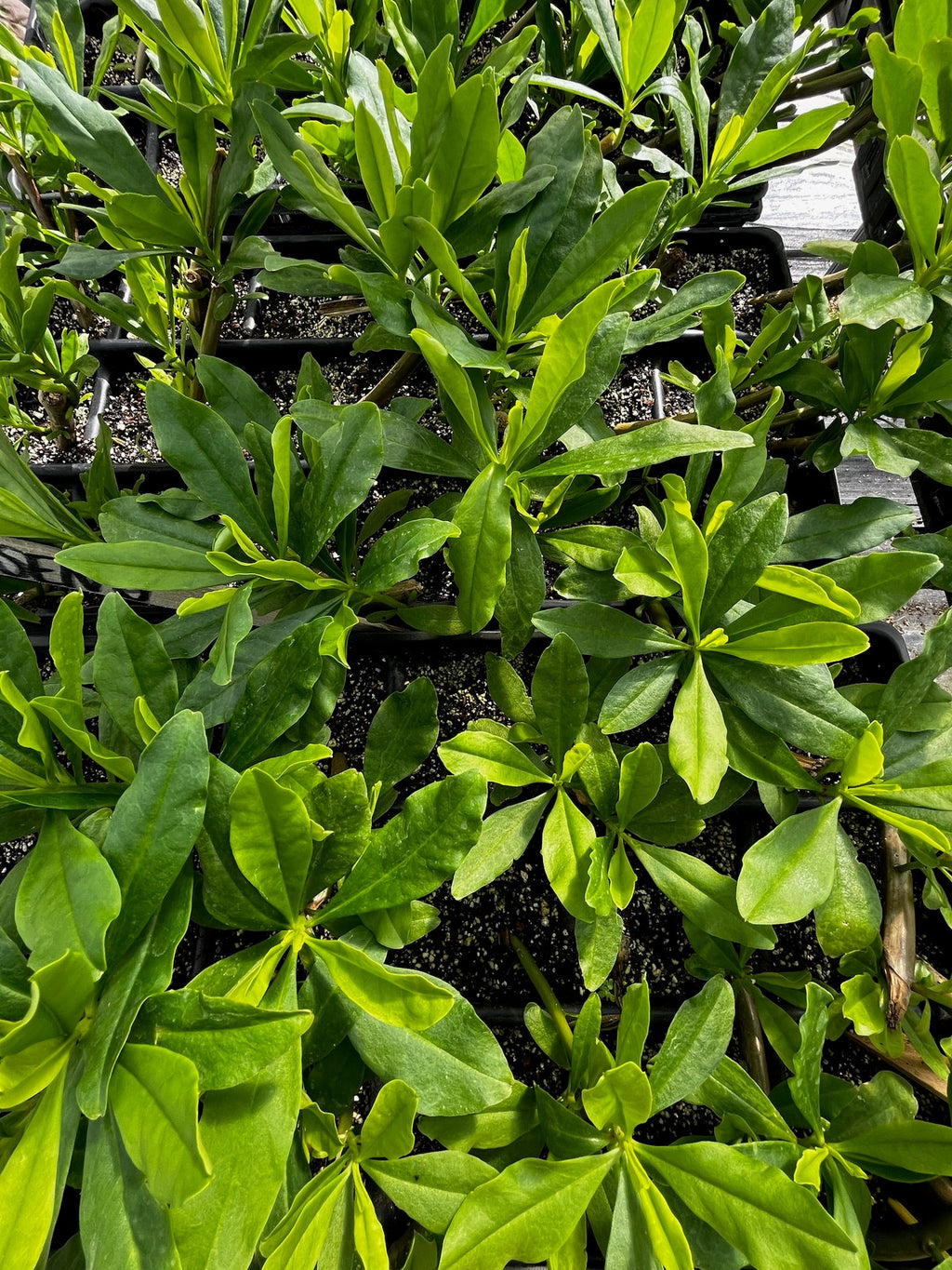 Java Ginseng (Talinum paniculatum)