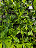 Java Ginseng (Talinum paniculatum)