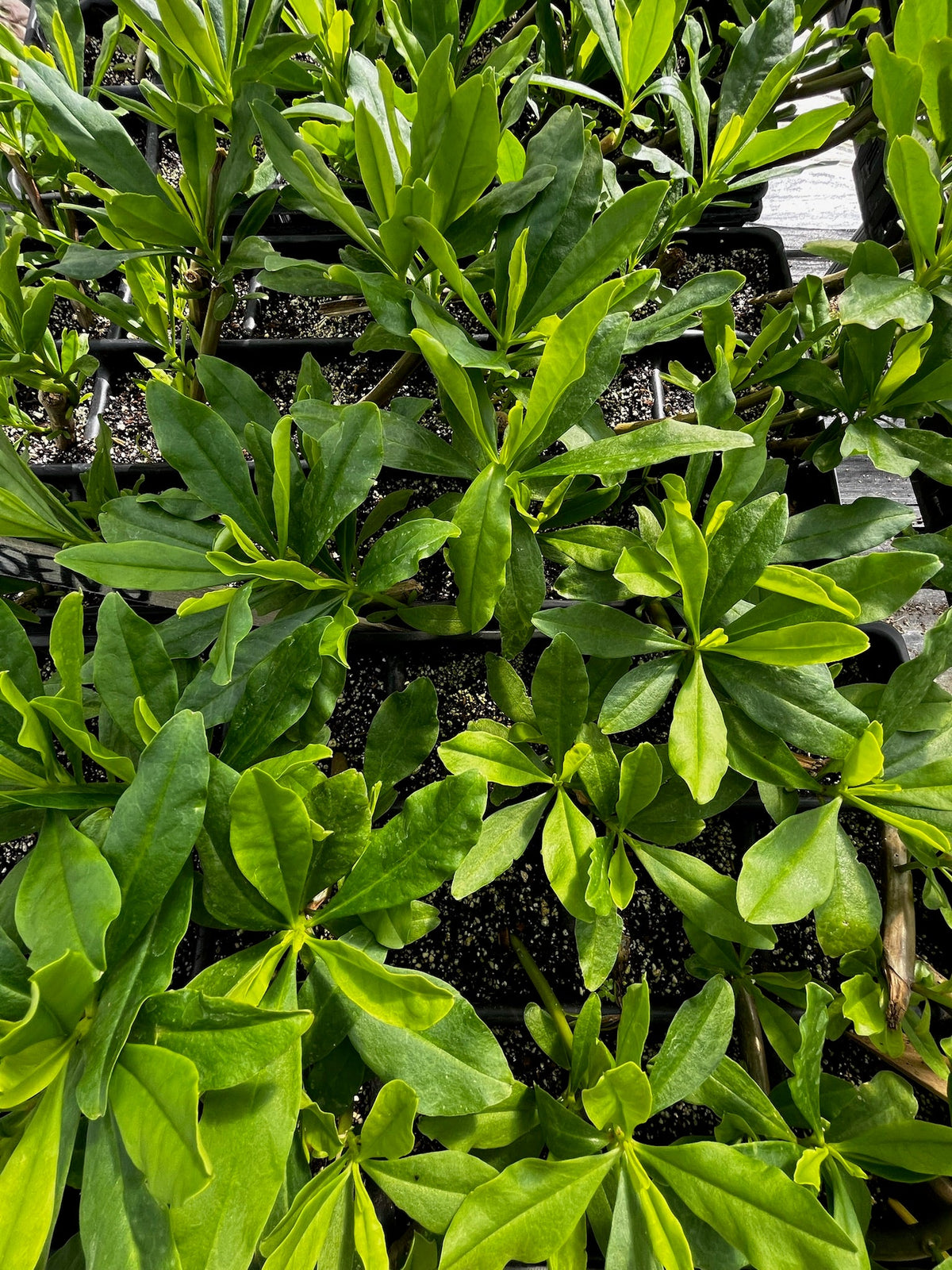 Java Ginseng (Talinum paniculatum)