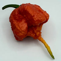 Carolina Reaper - Seeds