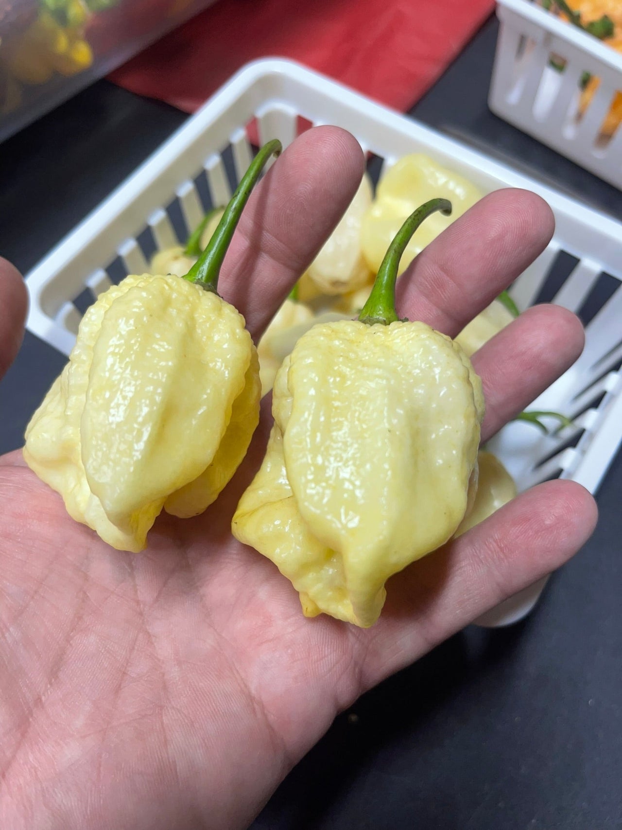 White Moruga - Seeds