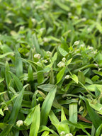Beijing Grass (Murdannia loriformis)