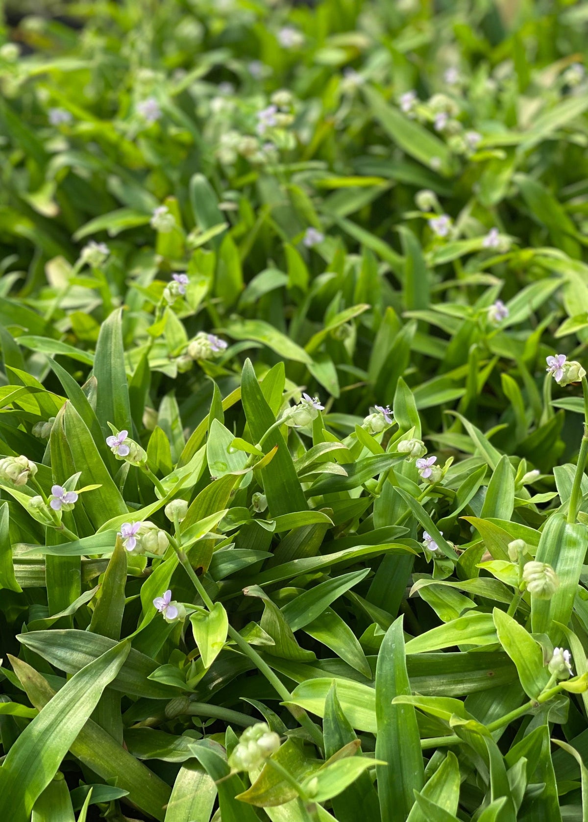 Beijing Grass (Murdannia loriformis)