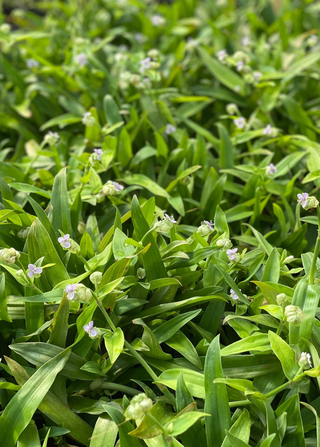 Beijing Grass (Murdannia loriformis)