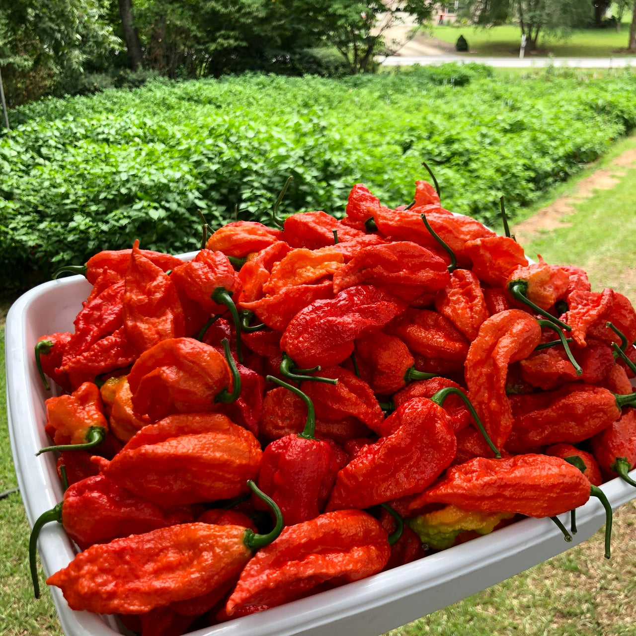 Fresh Bhut Jolokia Ghost Peppers