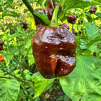 Chocolate Dragon's Breath - Seeds