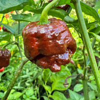 Chocolate Dragon's Breath - Seeds