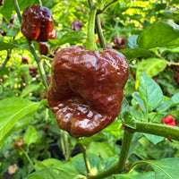 Chocolate Dragon's Breath - Seeds