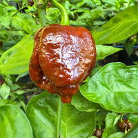 Chocolate Dragon's Breath - Seeds