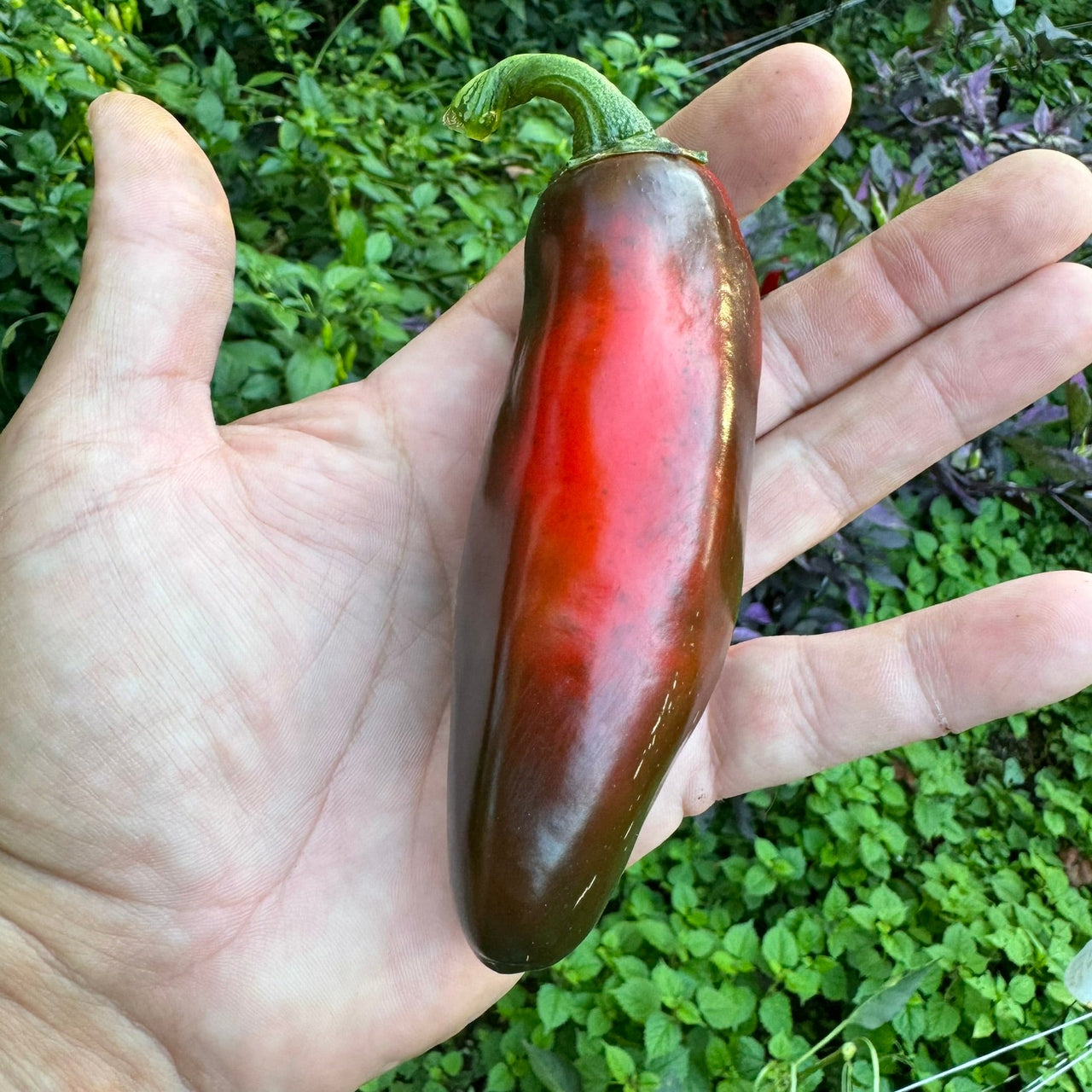 Monster Jalapeno - Seeds