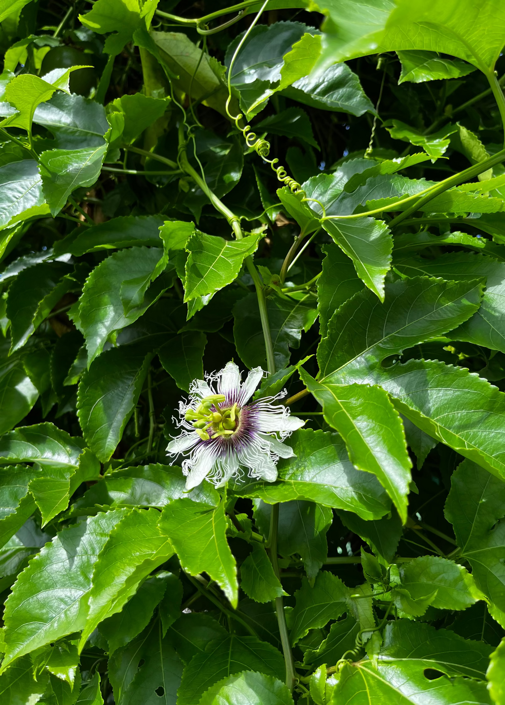 Passion Fruit 'Panama Red' (Passiflora edulis)