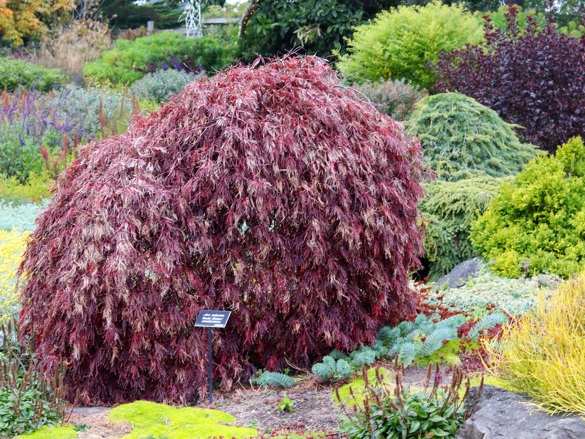10 INABA SHIDARE MAPLE Weeping Red Laceleaf Japanese Acer Palmatum Dissectum Tree Seeds