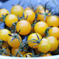 Igleheart Yellow Cherry Tomato Seeds