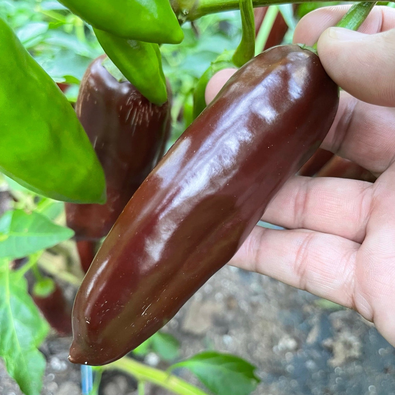 Brown Jalapeno - Seeds