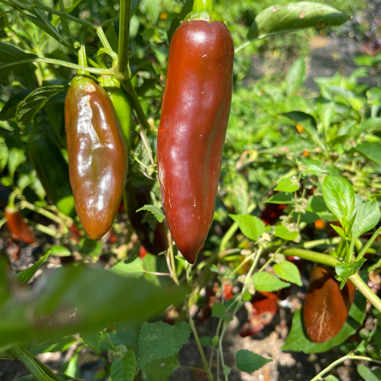 Brown Jalapeno - Seeds