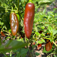 Thumbnail for Brown Jalapeno - Seeds