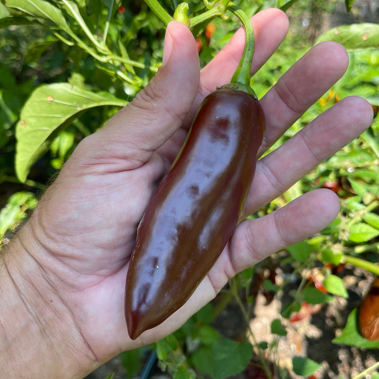 Brown Jalapeno - Seeds